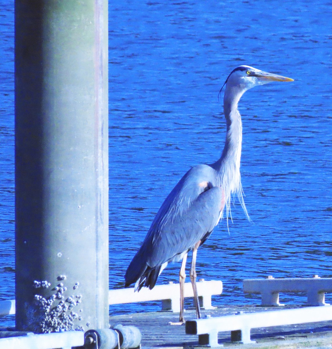 Great Blue Heron - Jim Scott