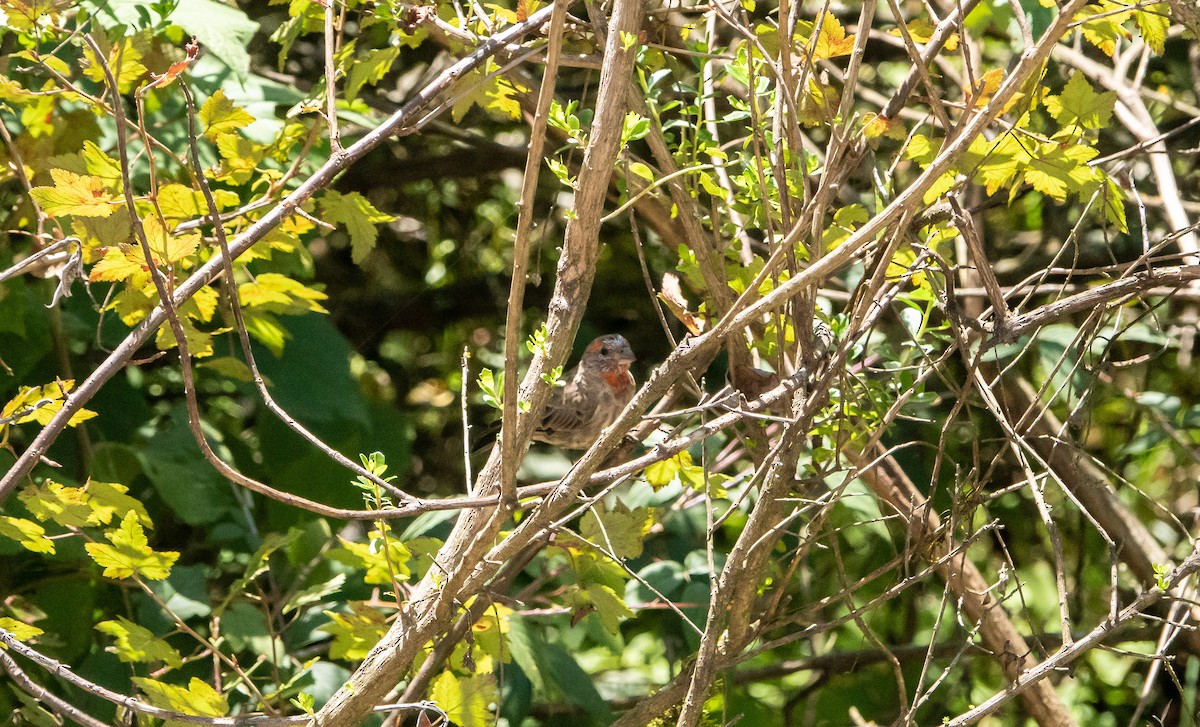 House Finch - ML619223709