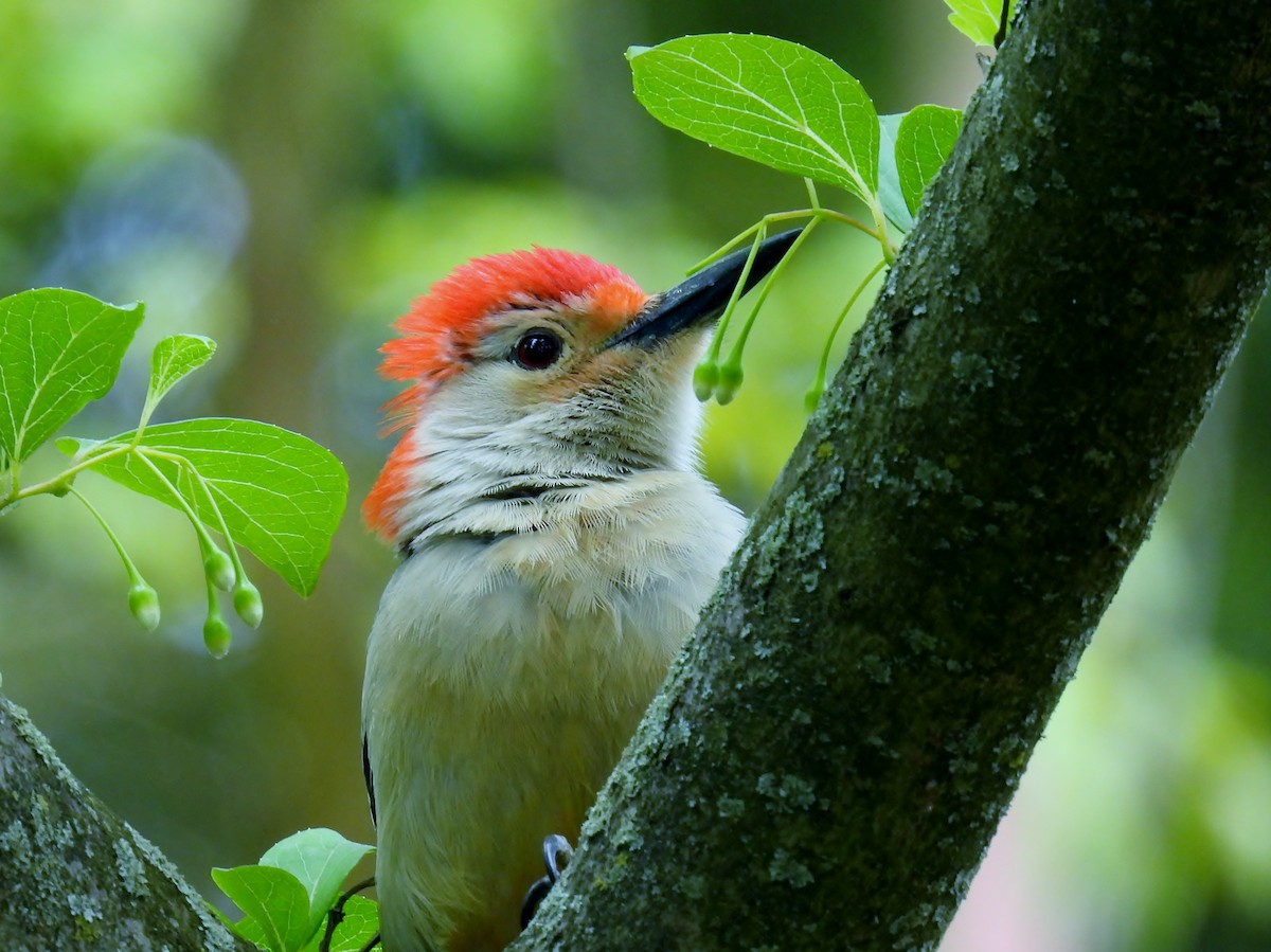 Red-bellied Woodpecker - Douglas Cioffi