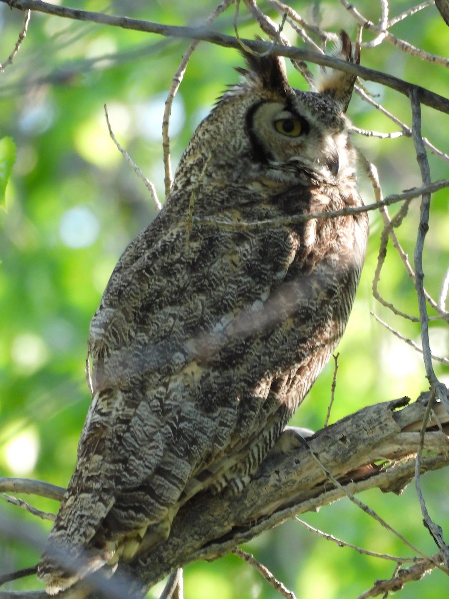 Great Horned Owl - Bryan Kelley