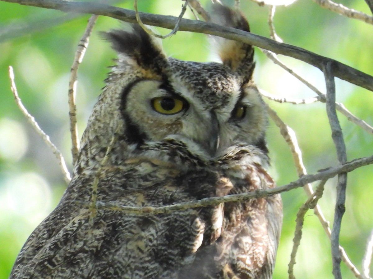 Great Horned Owl - Bryan Kelley