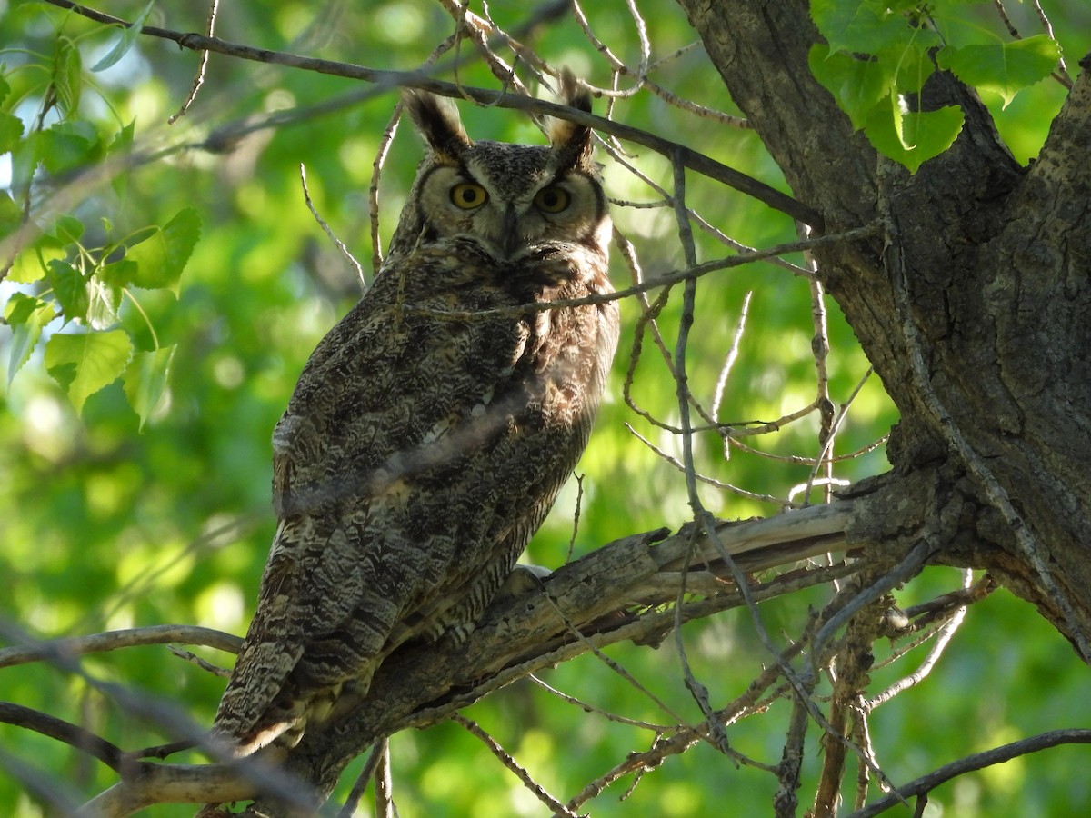 Great Horned Owl - Bryan Kelley