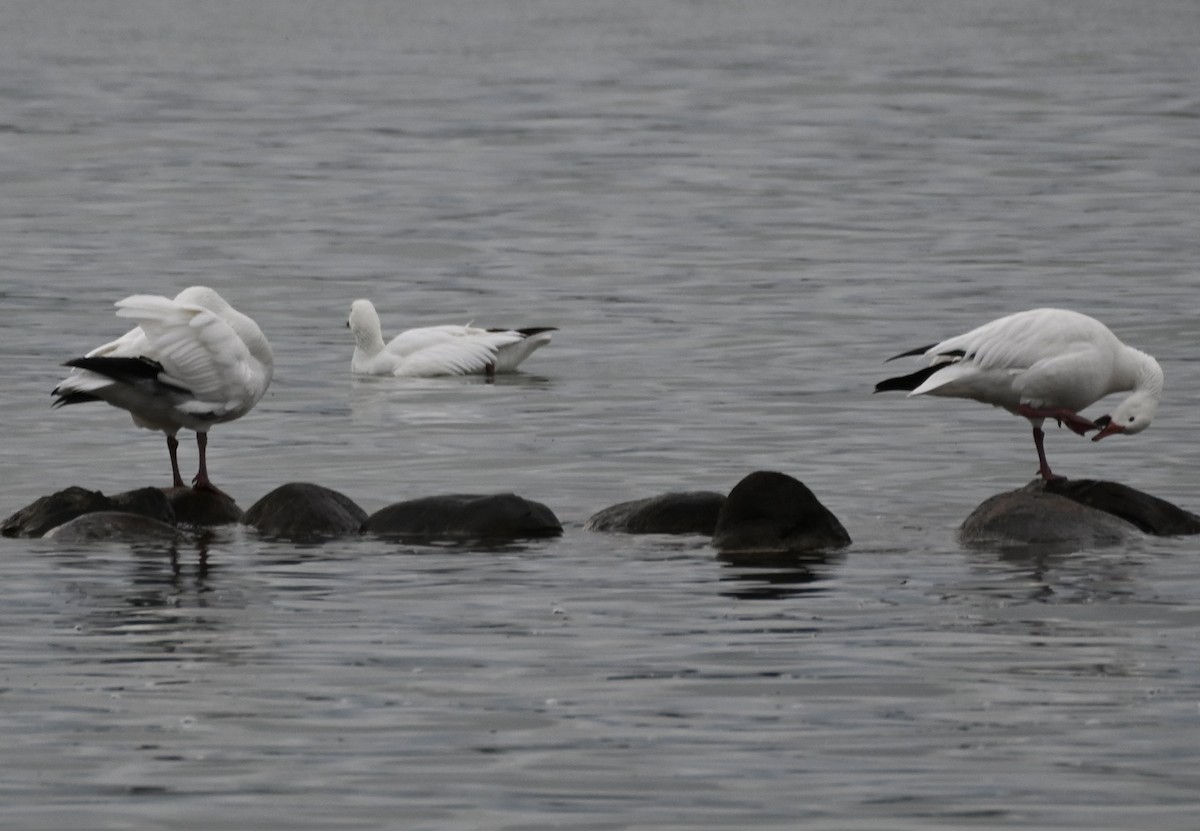 Snow Goose - Hollis Noble