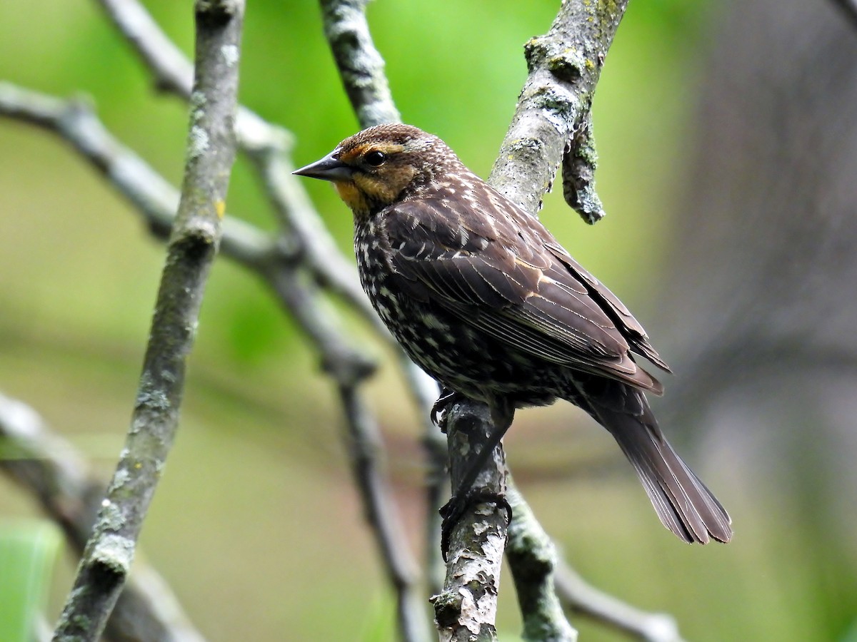 Red-winged Blackbird - Douglas Cioffi