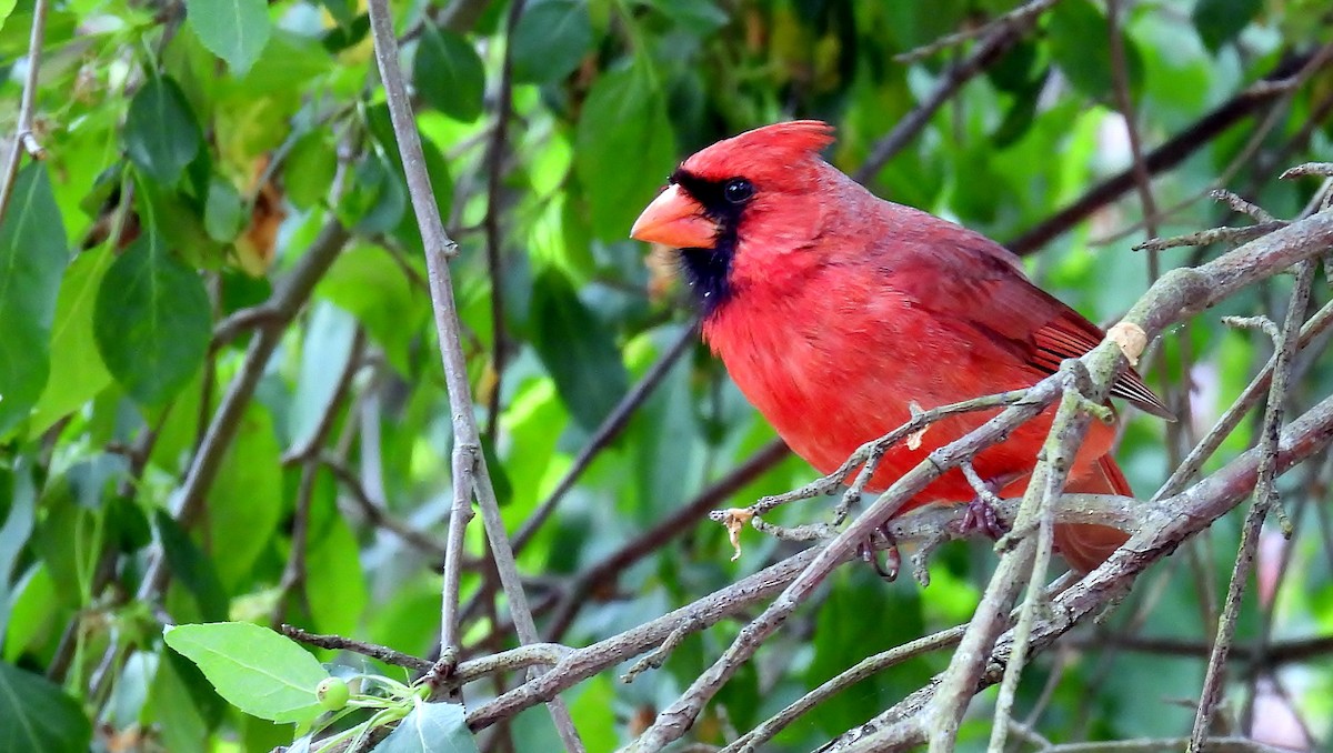 Northern Cardinal - Douglas Cioffi