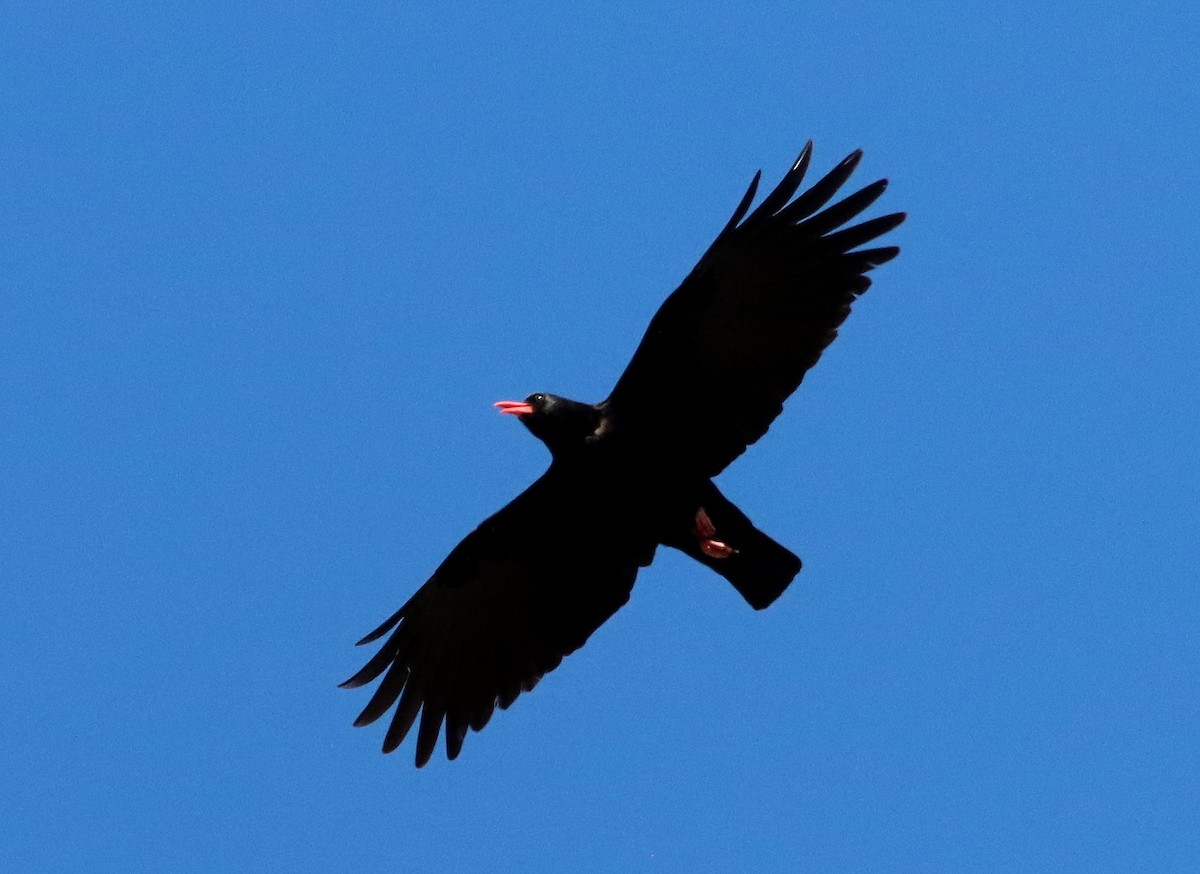 Red-billed Chough - ML619223803