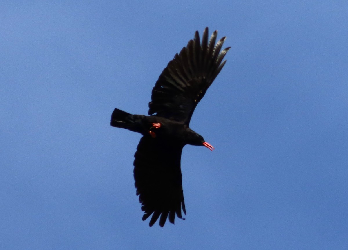 Red-billed Chough - ML619223806