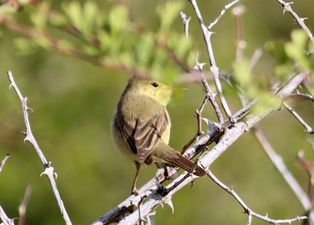 Melodious Warbler - ML619223814
