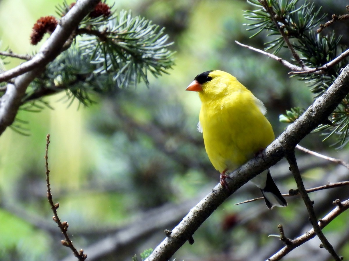 American Goldfinch - Douglas Cioffi