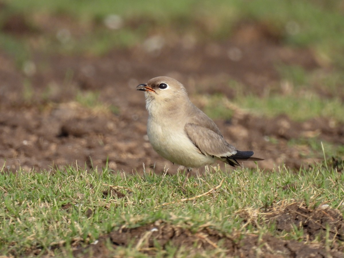 Small Pratincole - Ramesh Desai