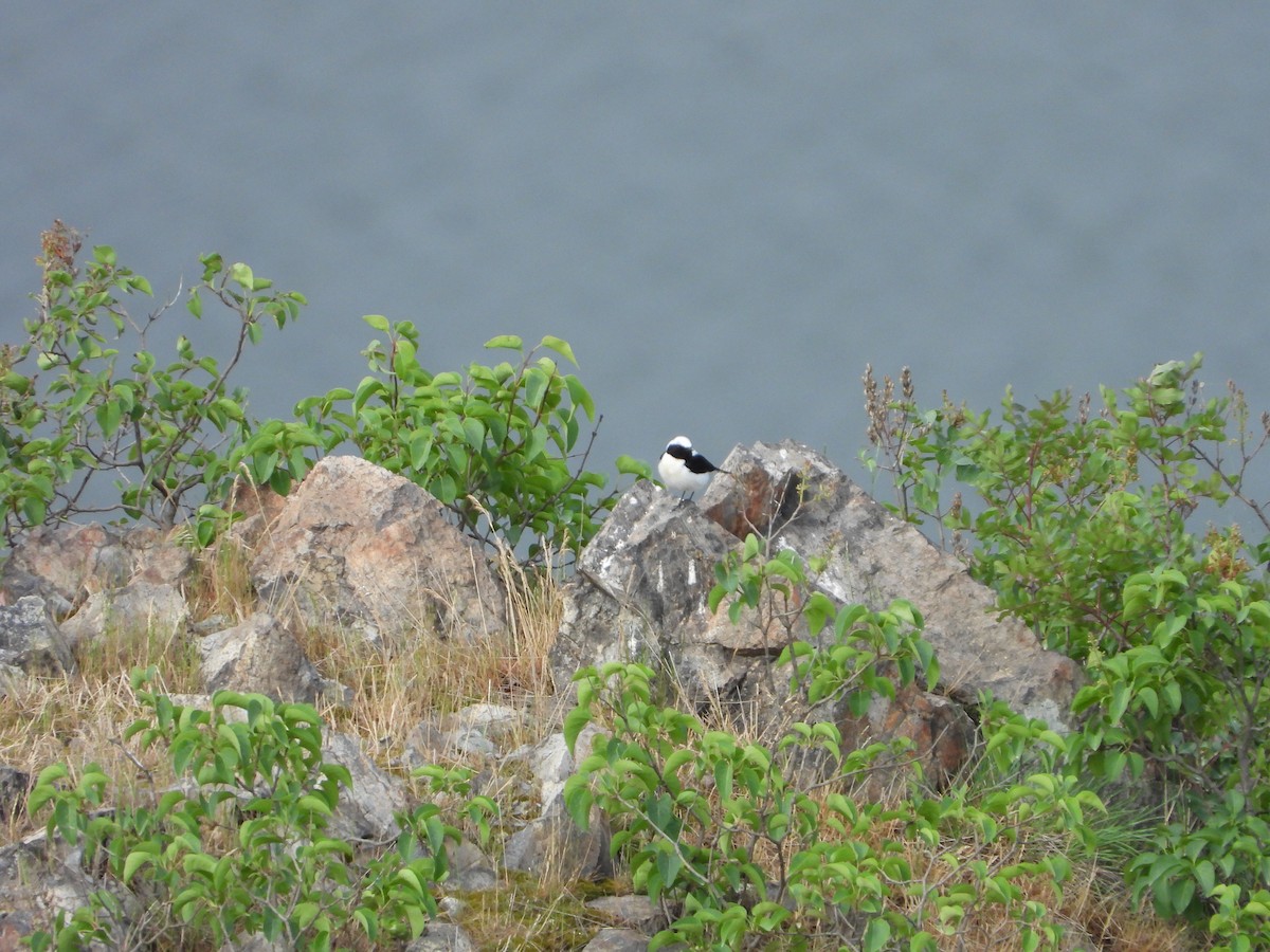 Eastern Black-eared Wheatear - Elena Baonza Díaz