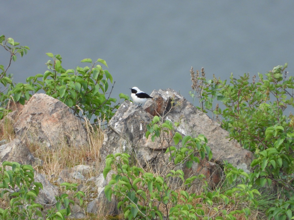 Eastern Black-eared Wheatear - Elena Baonza Díaz