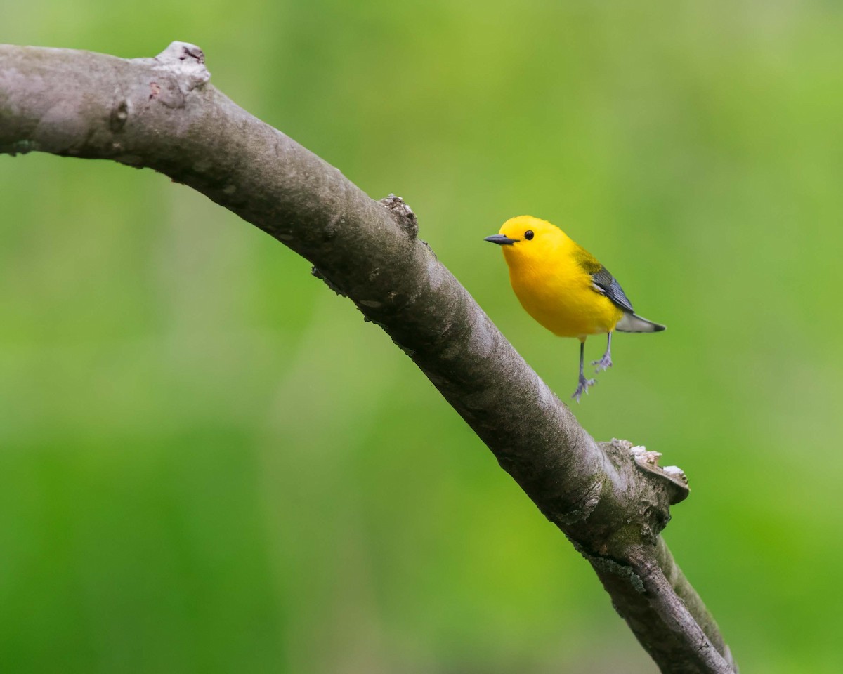 Prothonotary Warbler - ML619223847