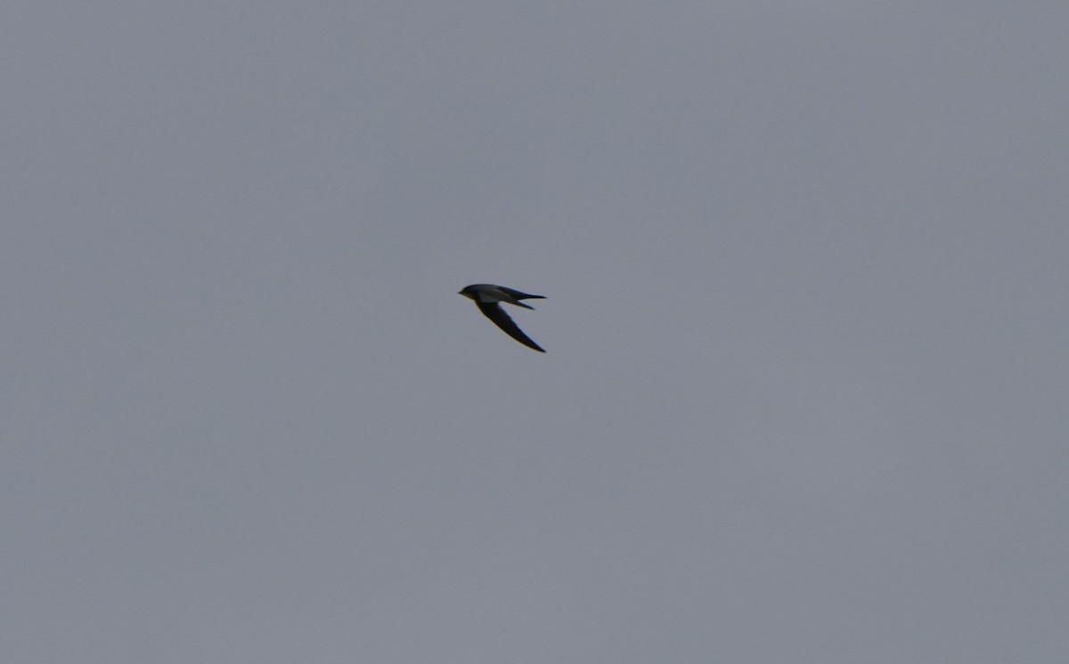 Alpine Swift - Mick Mellor