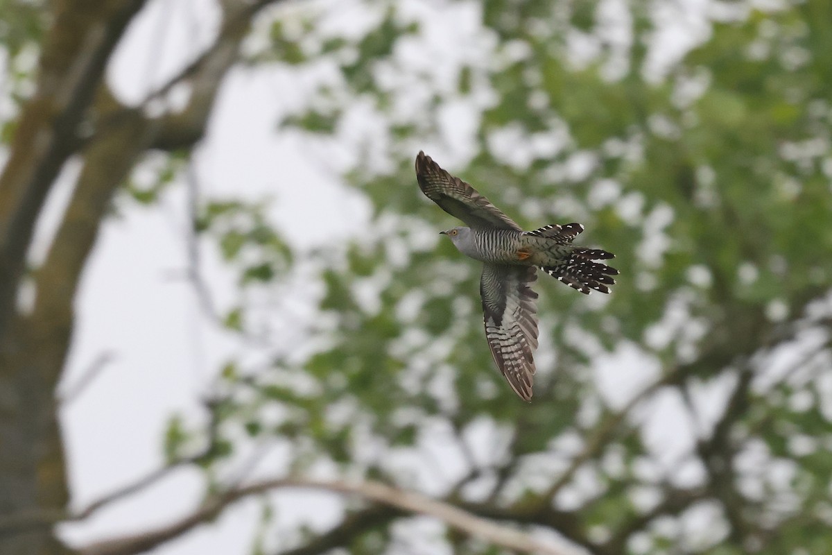 Common Cuckoo - Brendan Ryan