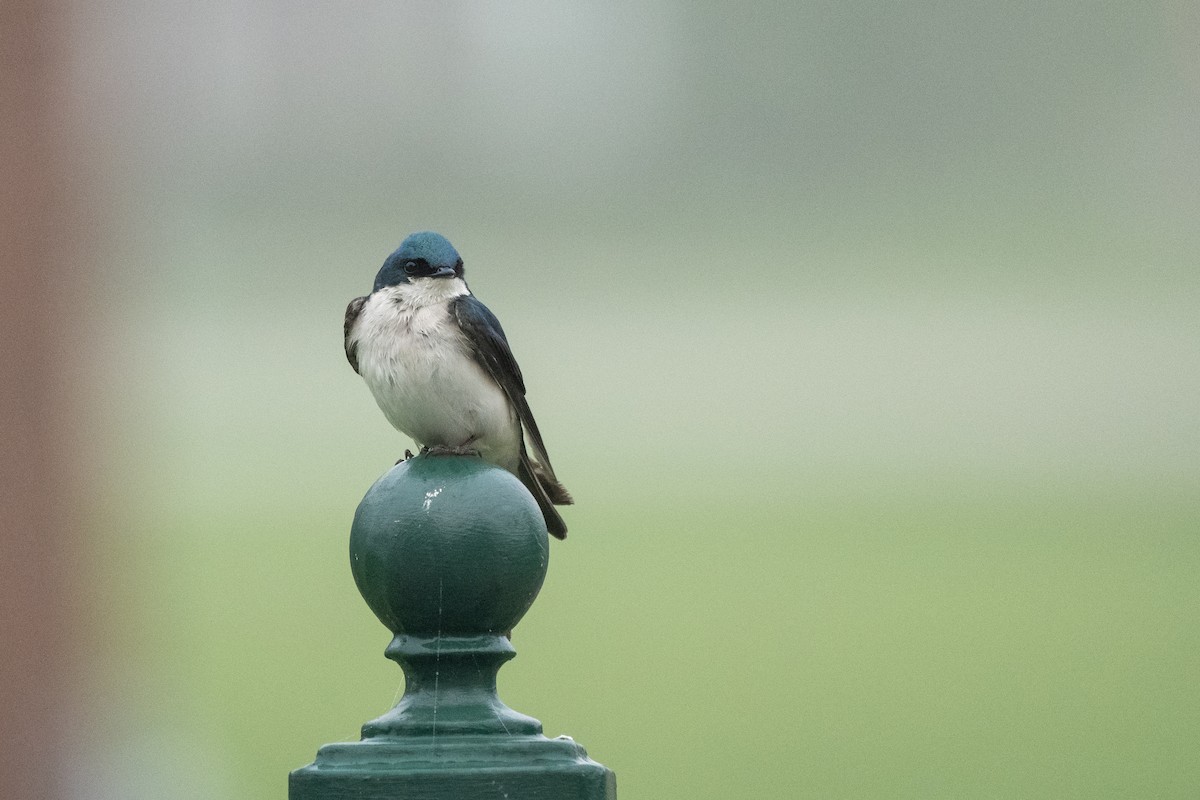 Tree Swallow - John Mann