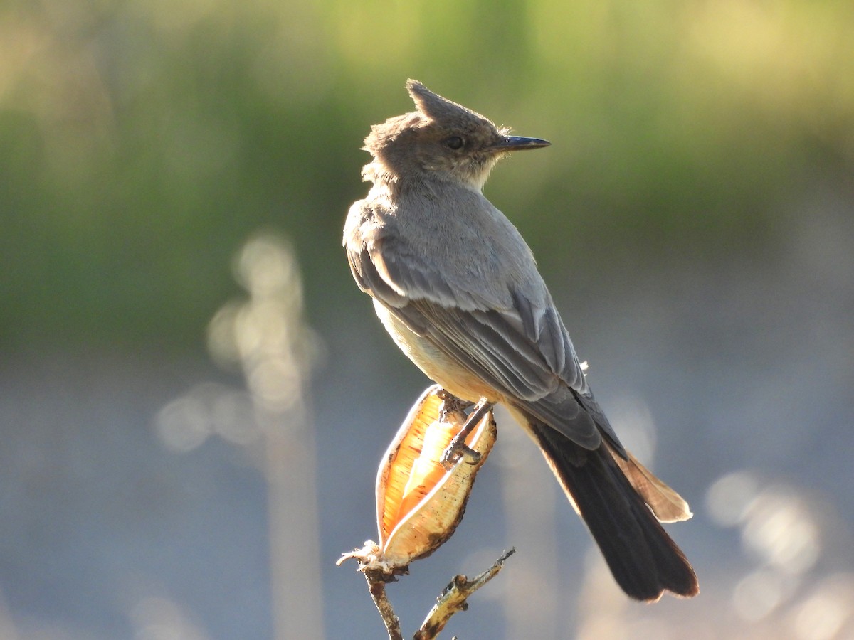 Say's Phoebe - Bryan Kelley