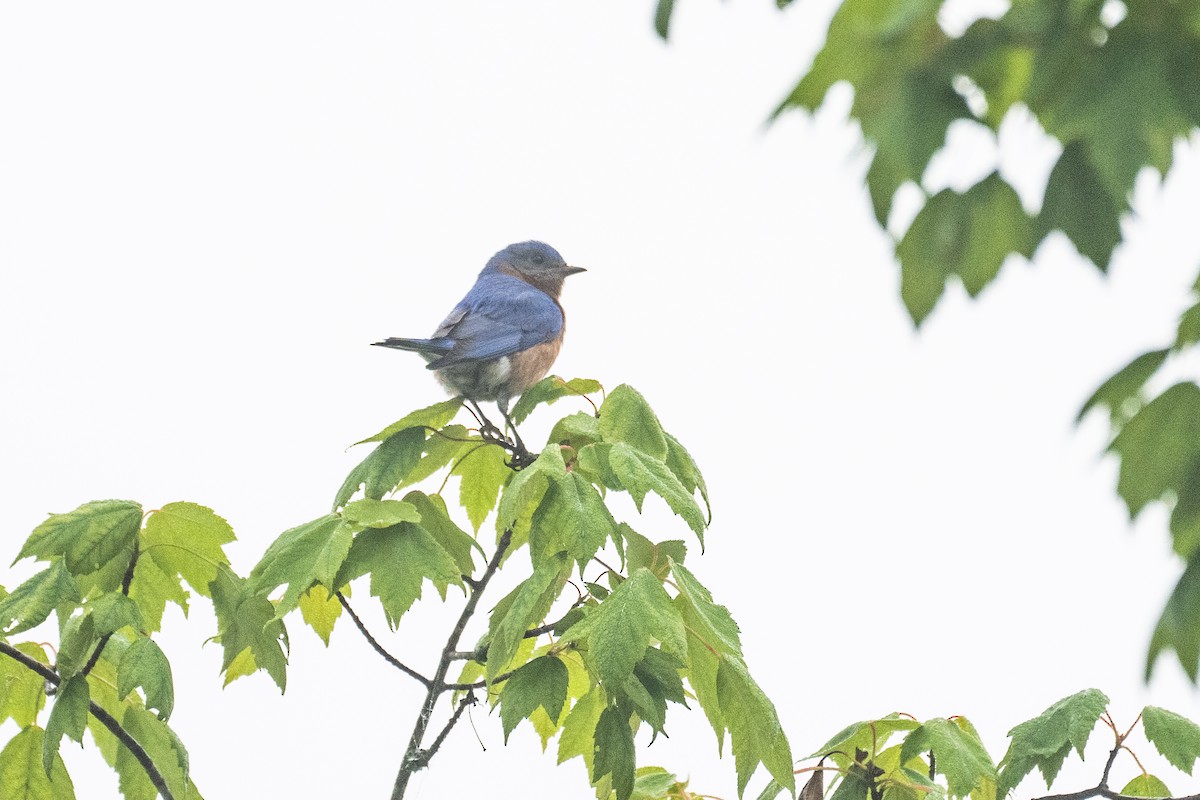 Eastern Bluebird - John Mann