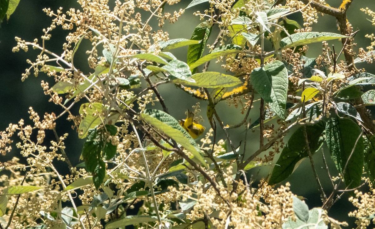 Wilson's Warbler - ML619223908