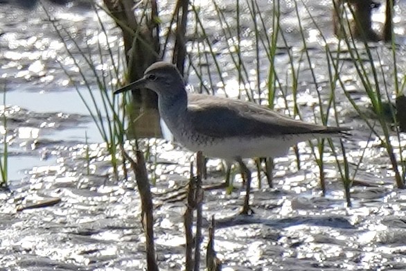 Gray-tailed Tattler - ML619223910