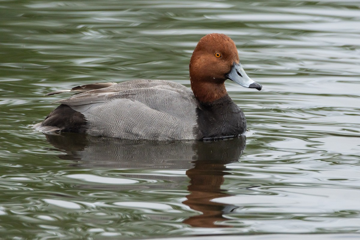 Redhead - ML619223930