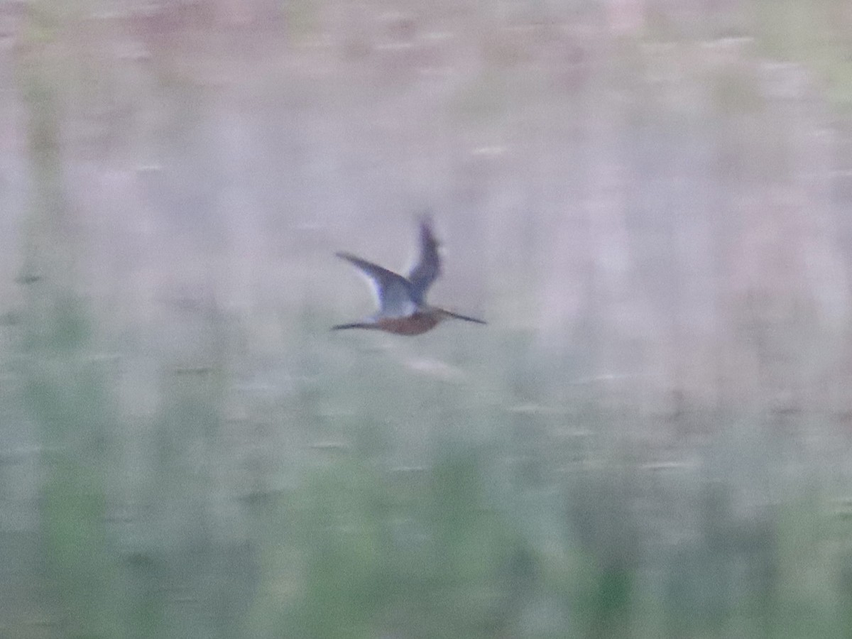 Long-billed Dowitcher - Merlyn (J.J.) Blue