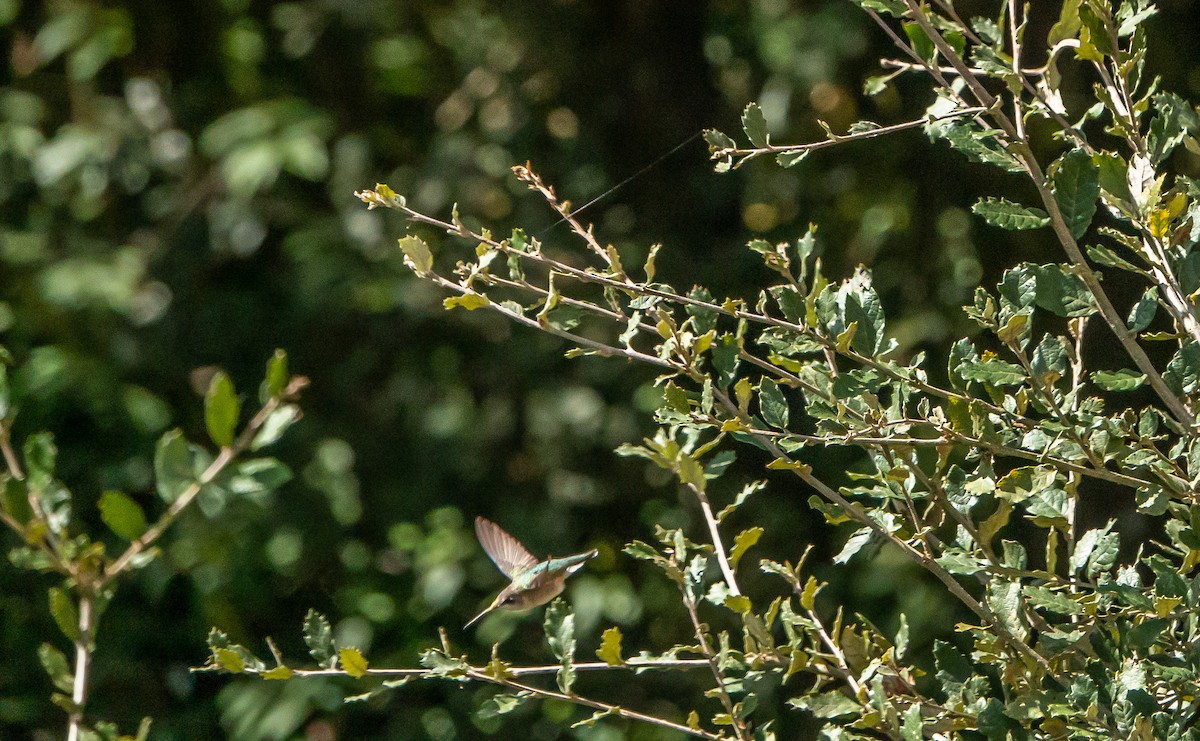 Ruby-throated Hummingbird - ML619223962