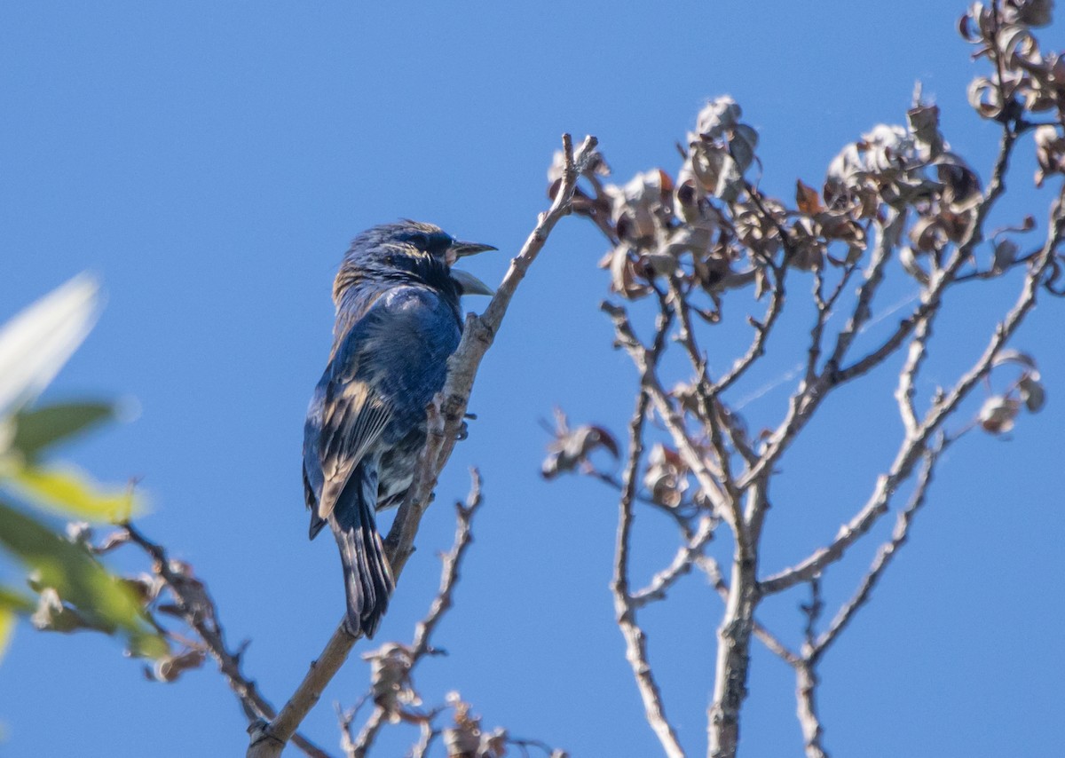 passerine sp. - Daniel Ward