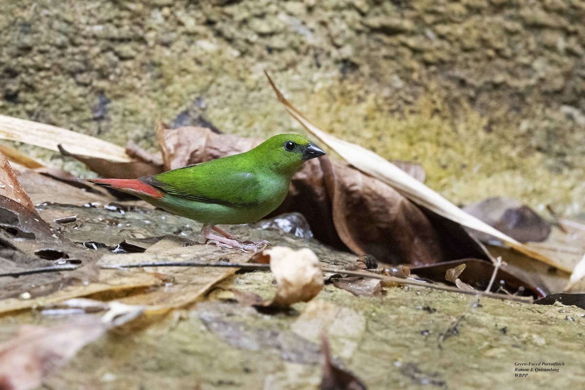 Green-faced Parrotfinch - ML619223994