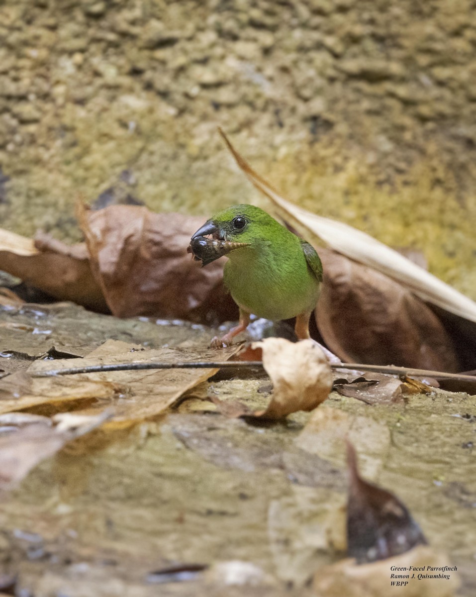 Green-faced Parrotfinch - Ramon Quisumbing