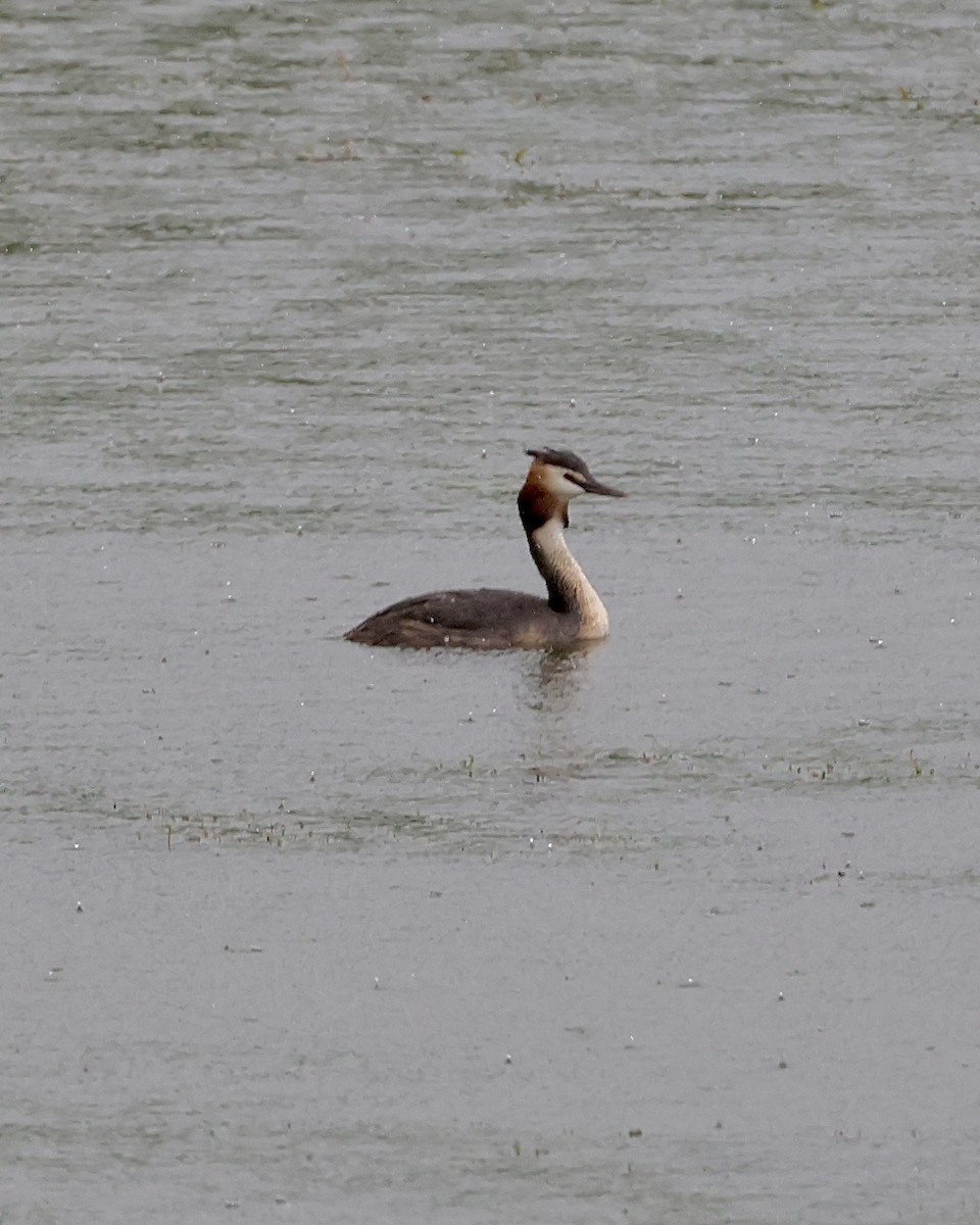 Great Crested Grebe - ML619224003