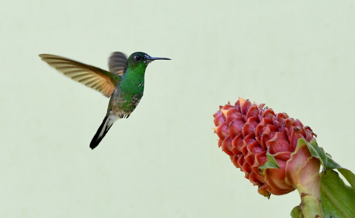 Stripe-tailed Hummingbird - ML619224024