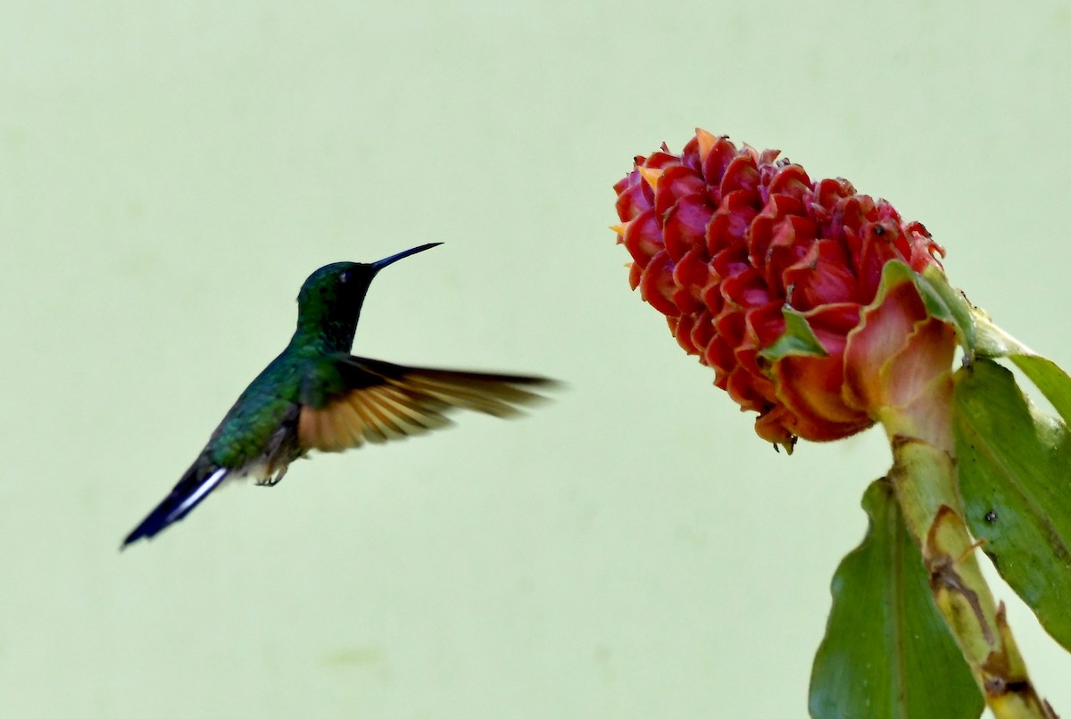 Stripe-tailed Hummingbird - mark perry