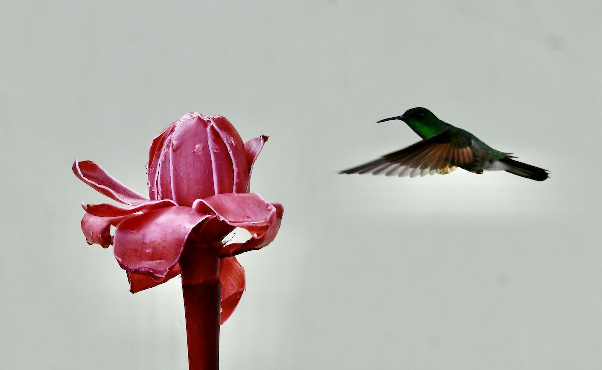 Stripe-tailed Hummingbird - mark perry