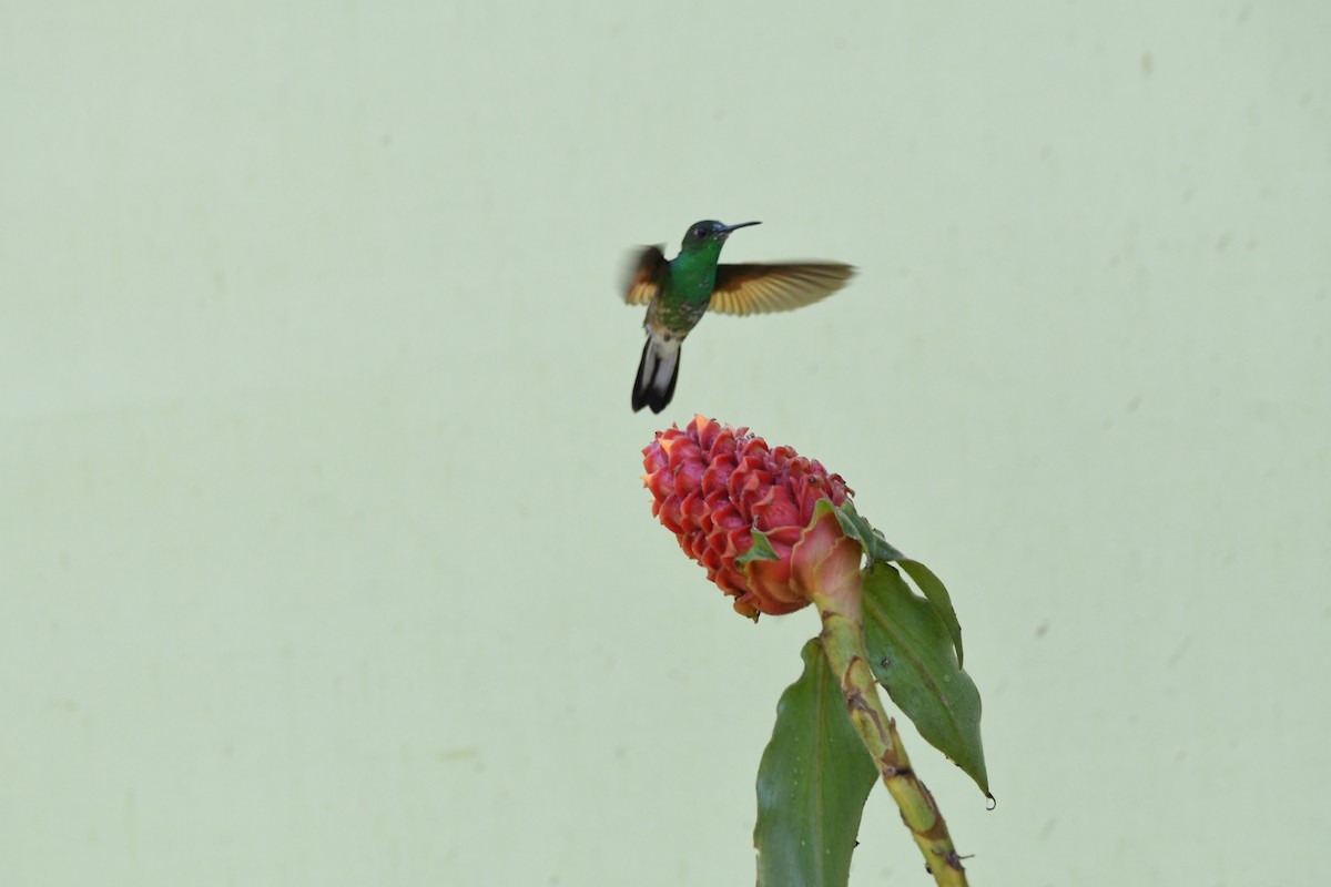 Stripe-tailed Hummingbird - mark perry