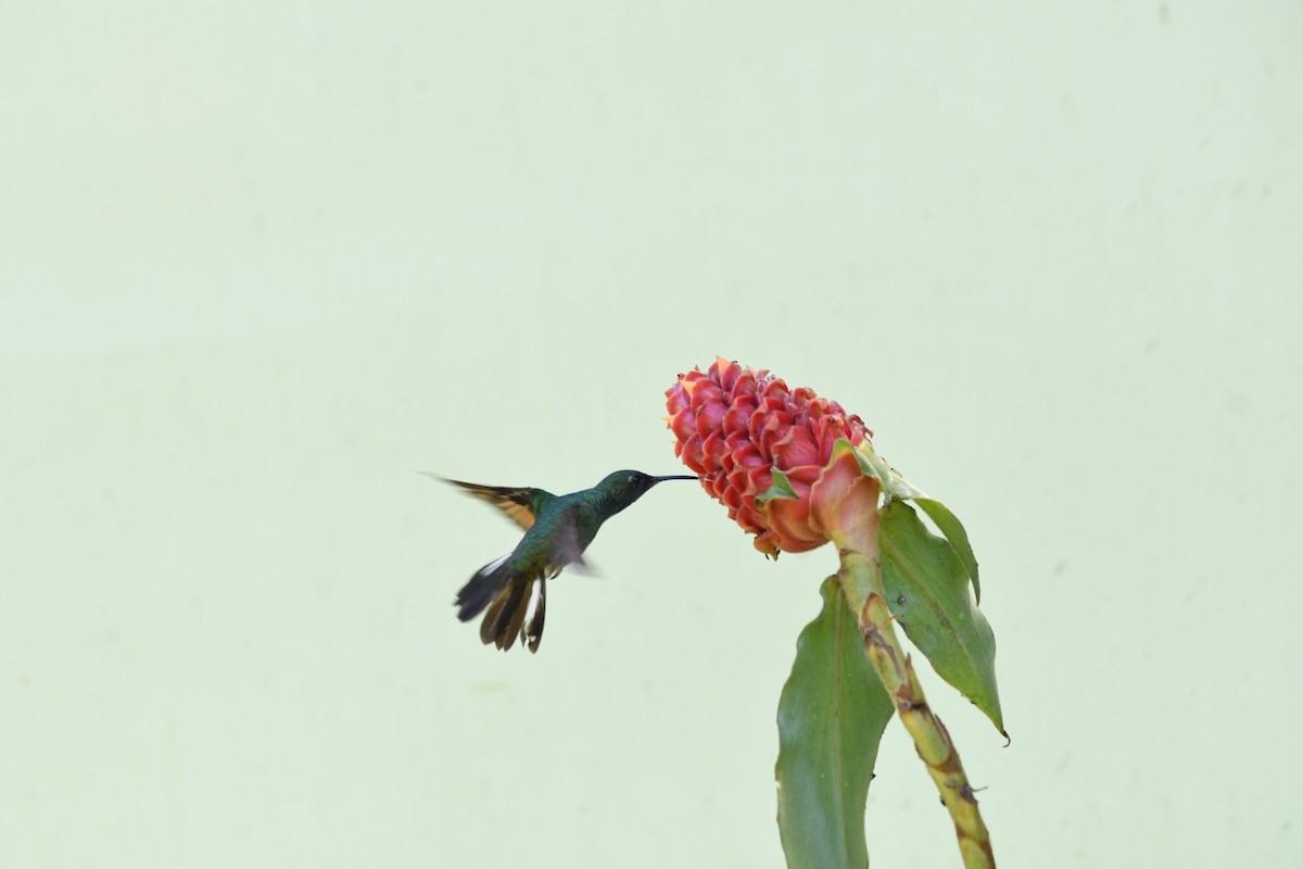 Stripe-tailed Hummingbird - mark perry