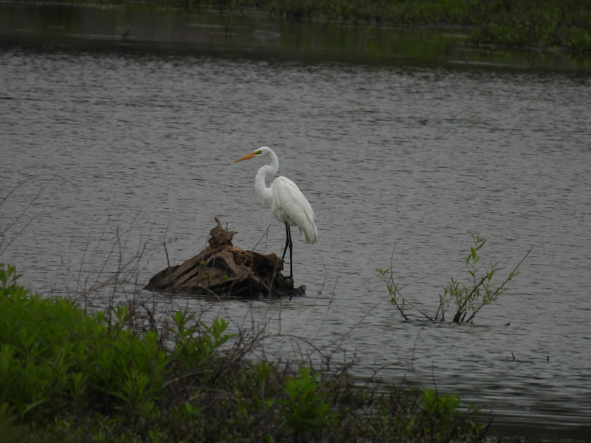 Great Egret - Cynthia Nickerson