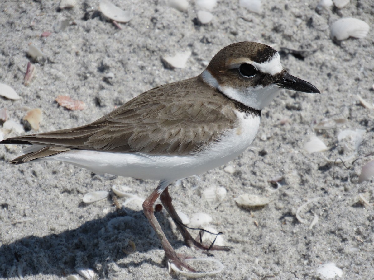 Wilson's Plover - Alfredo Gonzalez