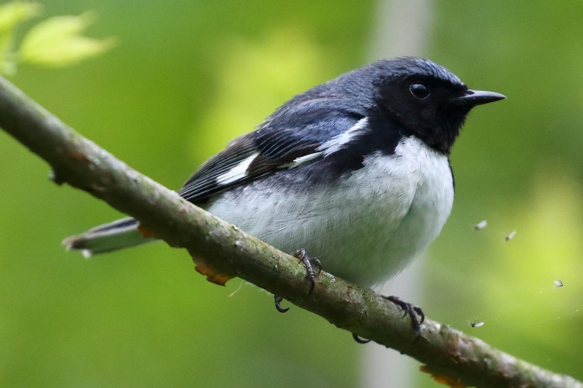 Black-throated Blue Warbler - Christopher Escott