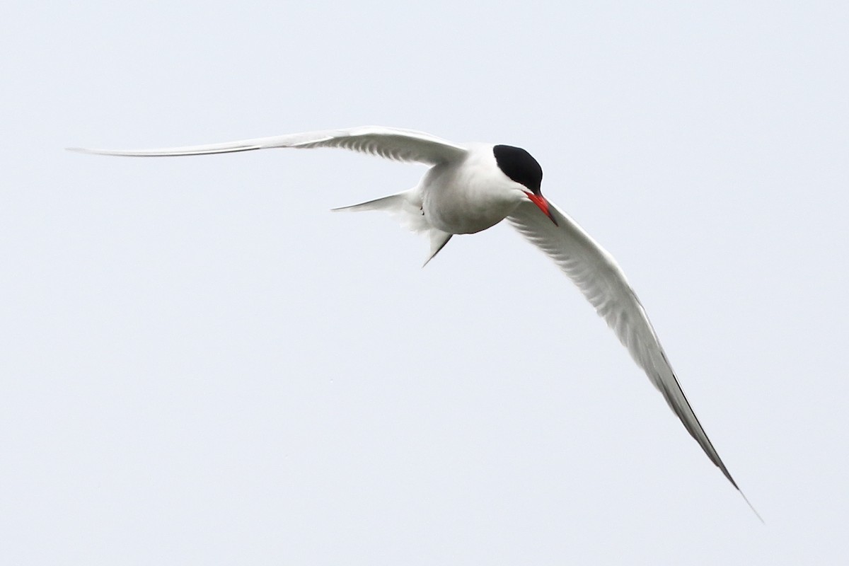 Common Tern - Christopher Escott