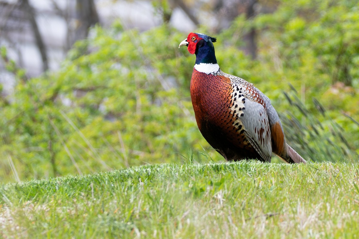 Ring-necked Pheasant - David Bergstrom