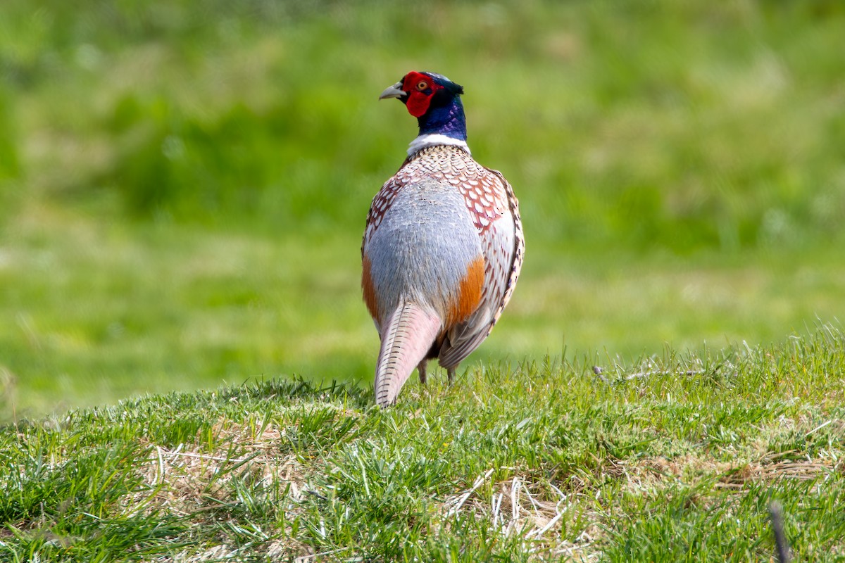 Ring-necked Pheasant - David Bergstrom