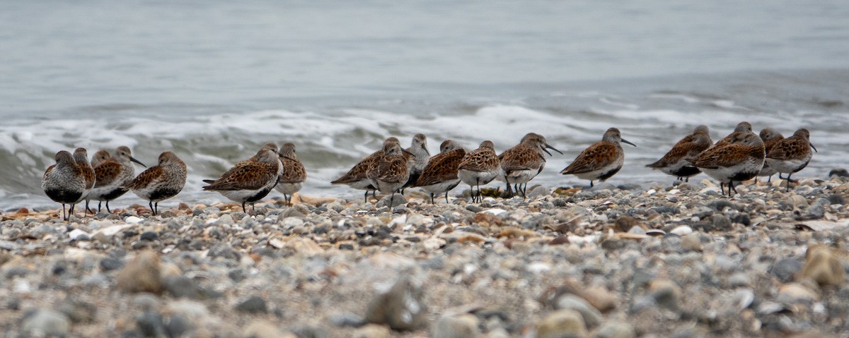 Dunlin - Paul  McPartland