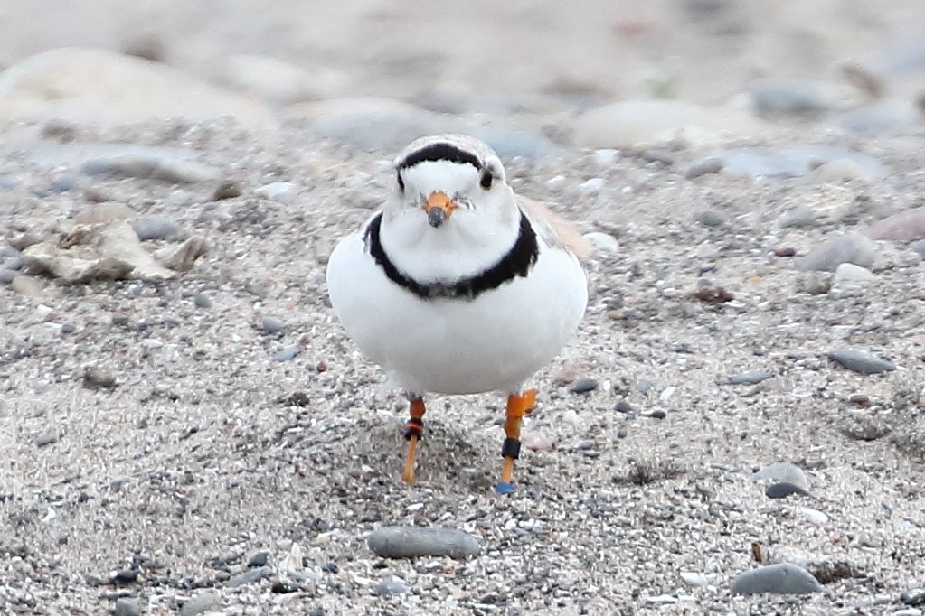 Piping Plover - Christopher Escott