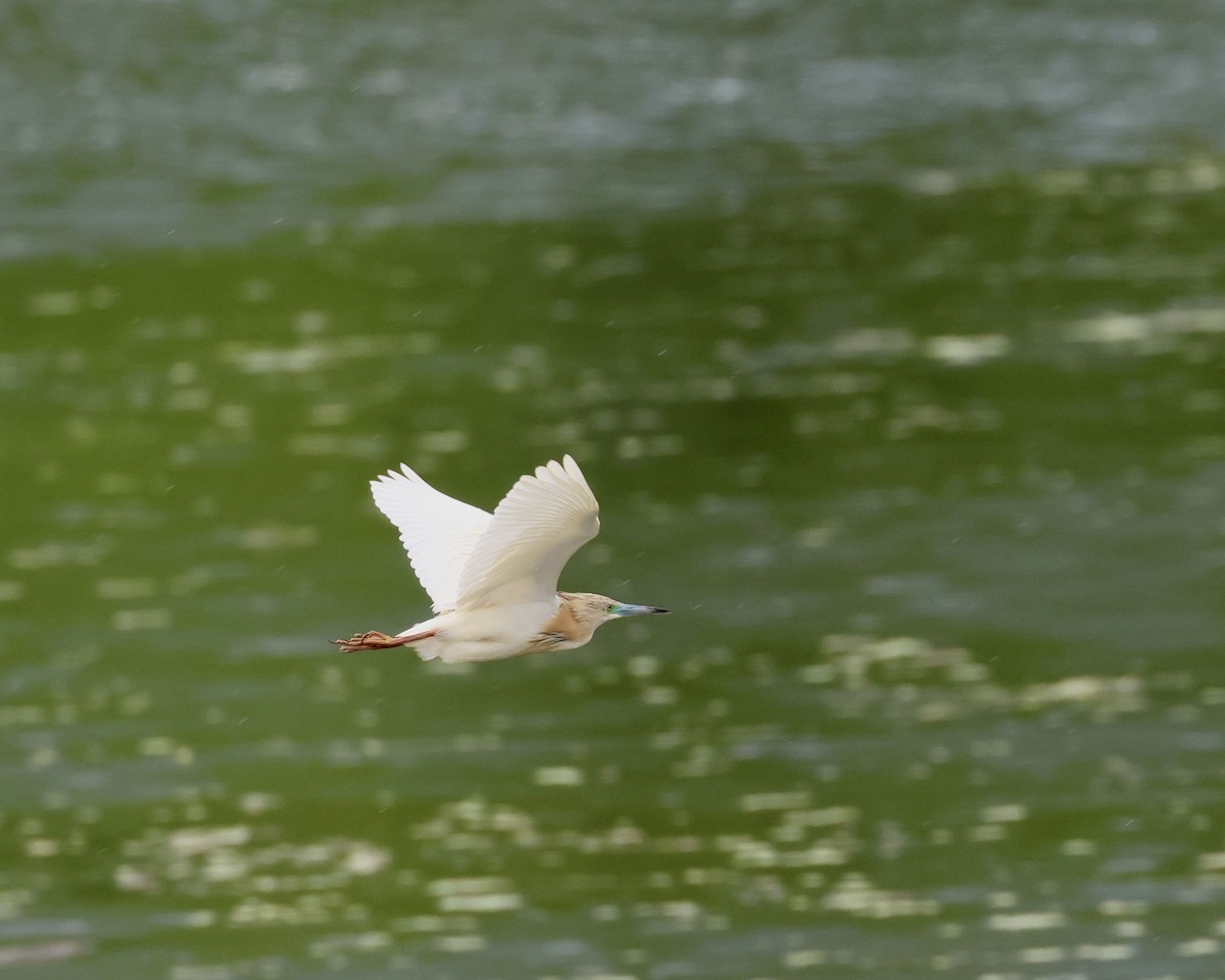 Squacco Heron - Sam Shaw