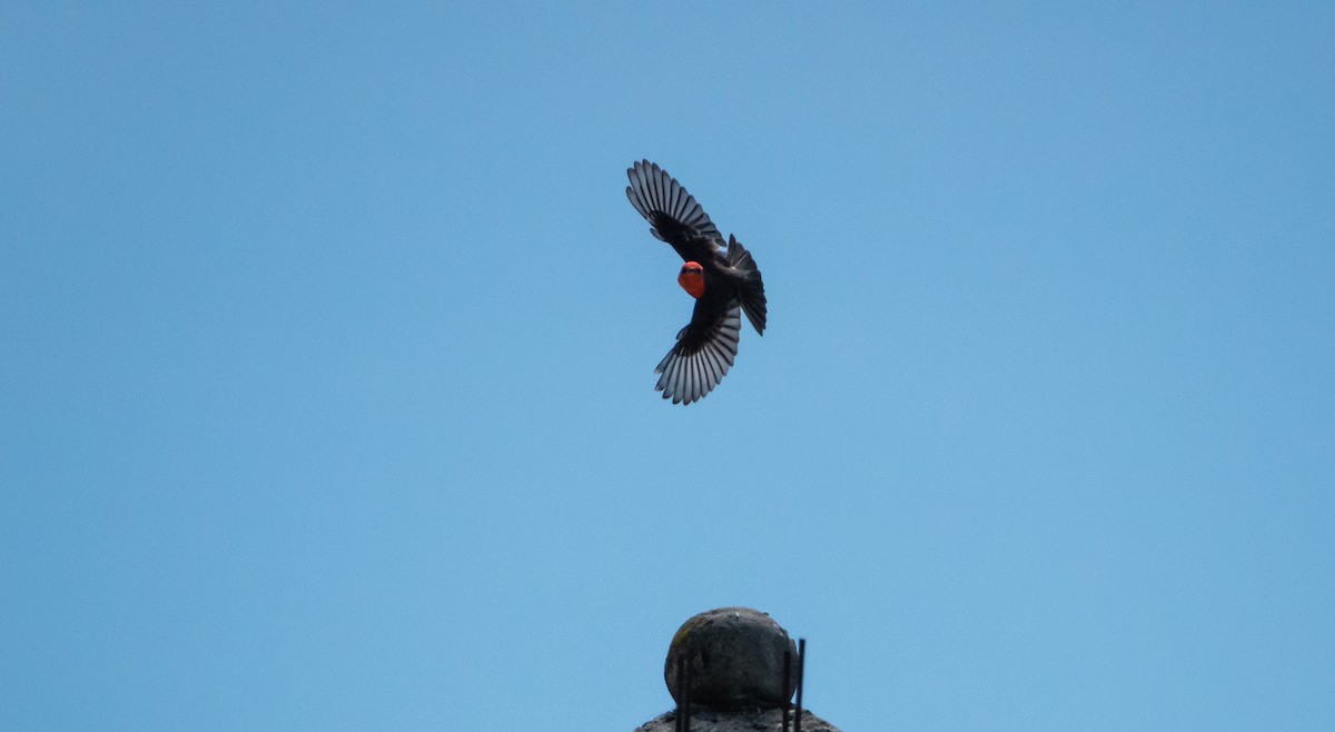 Vermilion Flycatcher - ML619224088