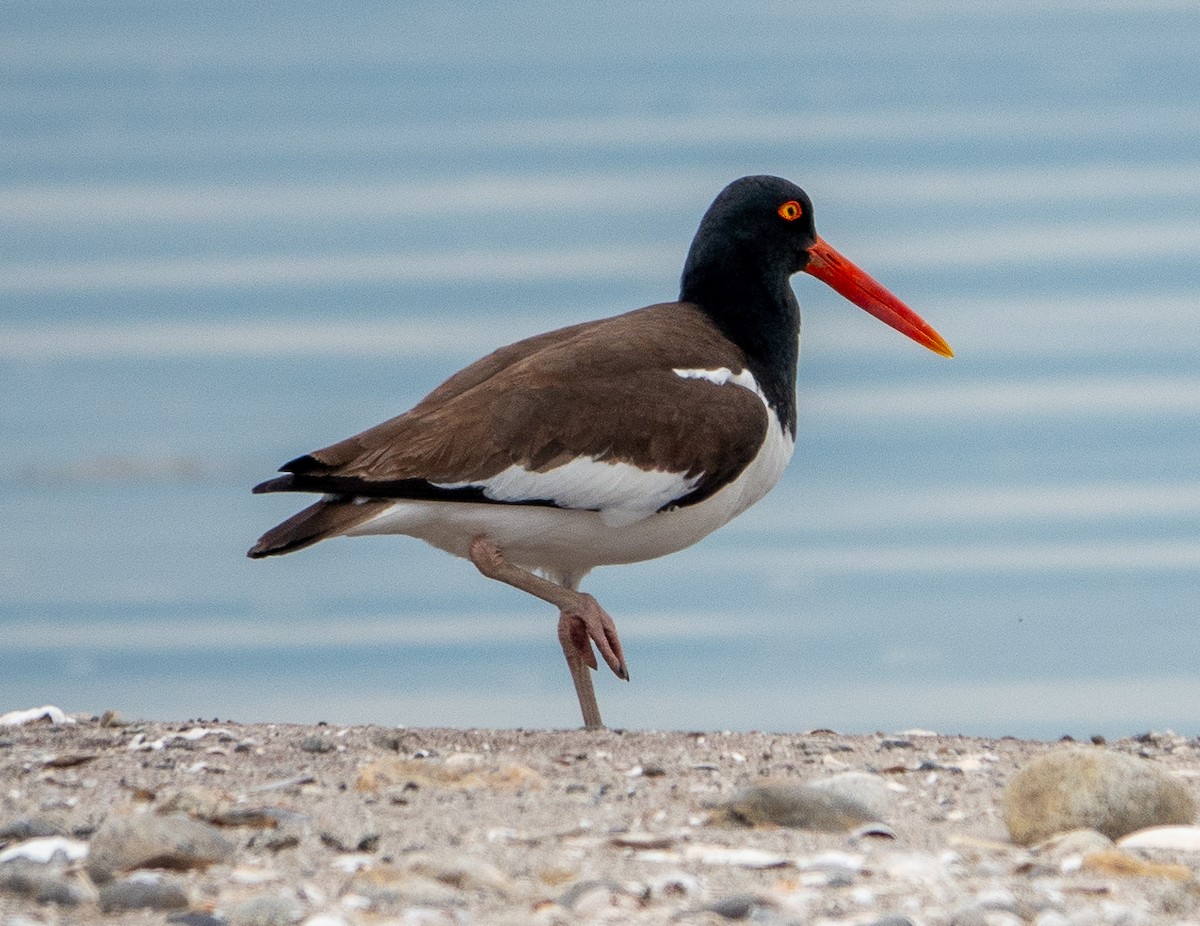 American Oystercatcher - Paul  McPartland