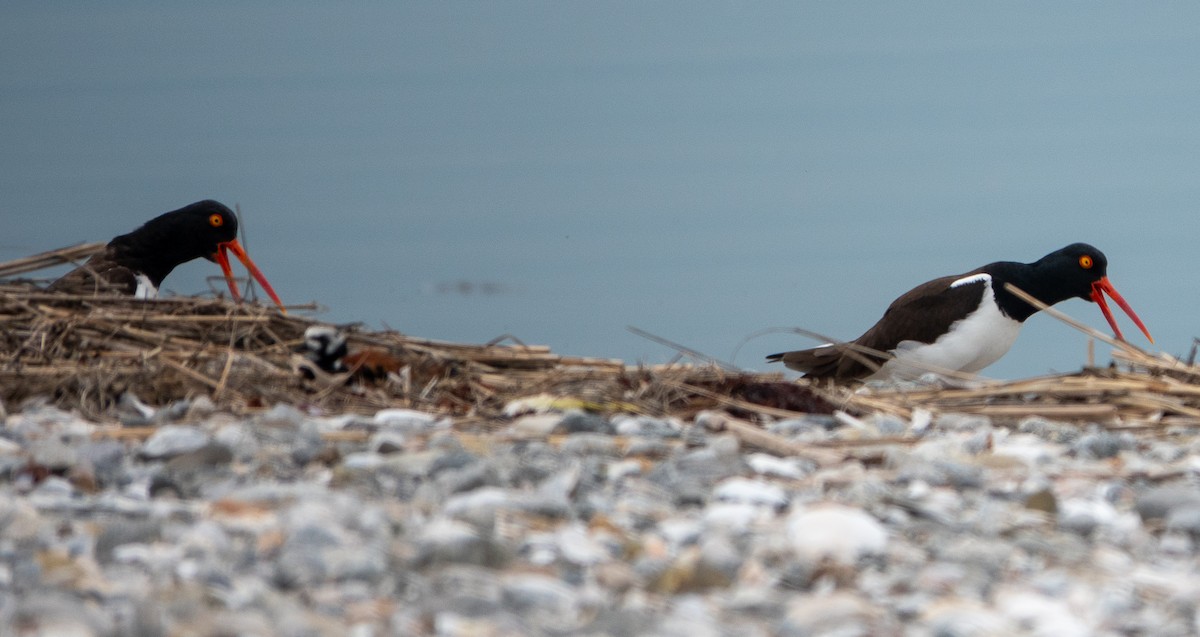 American Oystercatcher - Paul  McPartland