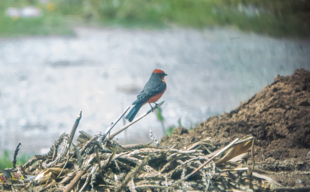 Vermilion Flycatcher - ML619224104