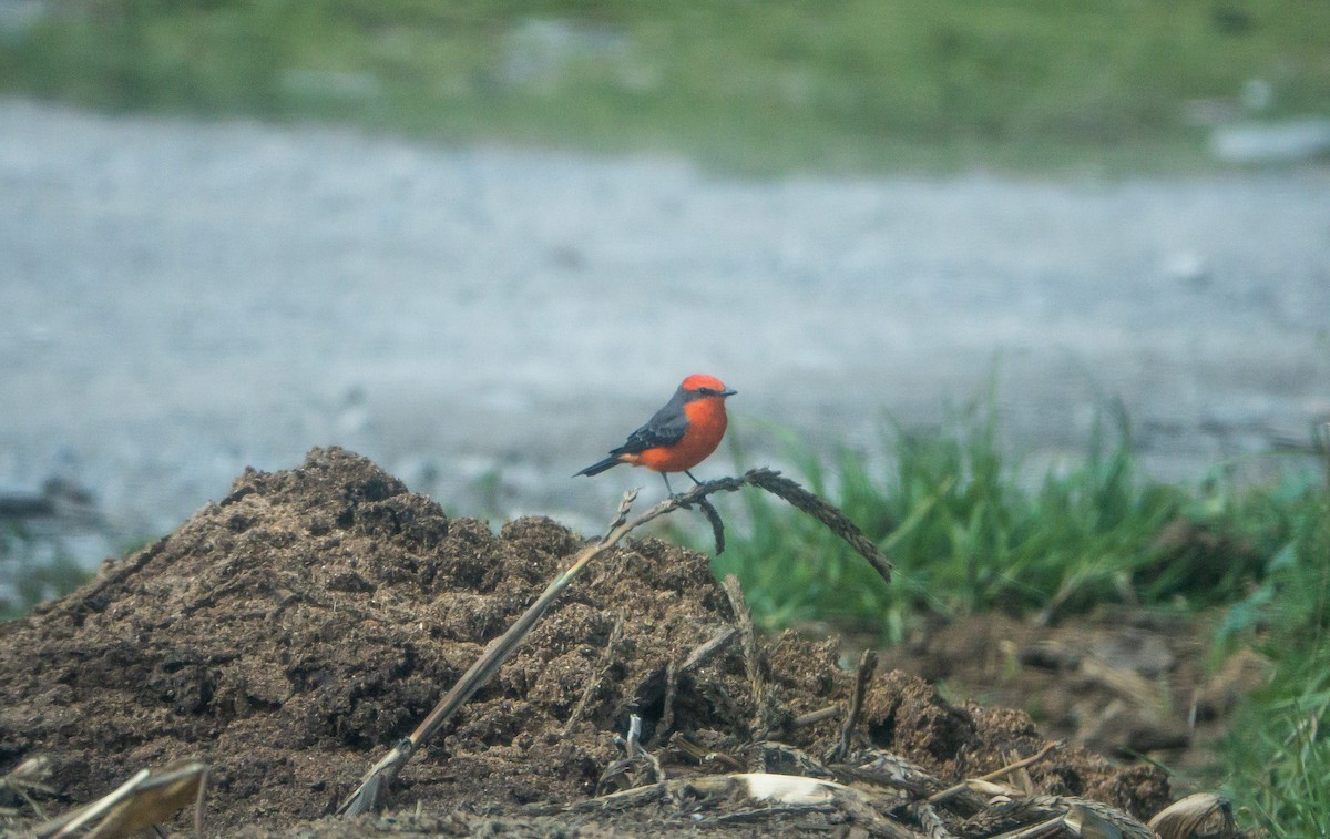 Vermilion Flycatcher - Laura Voight